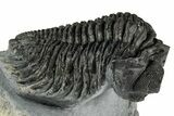 Bug-Eyed Coltraneia Trilobite Fossil - Ofaten, Morocco #354446-1